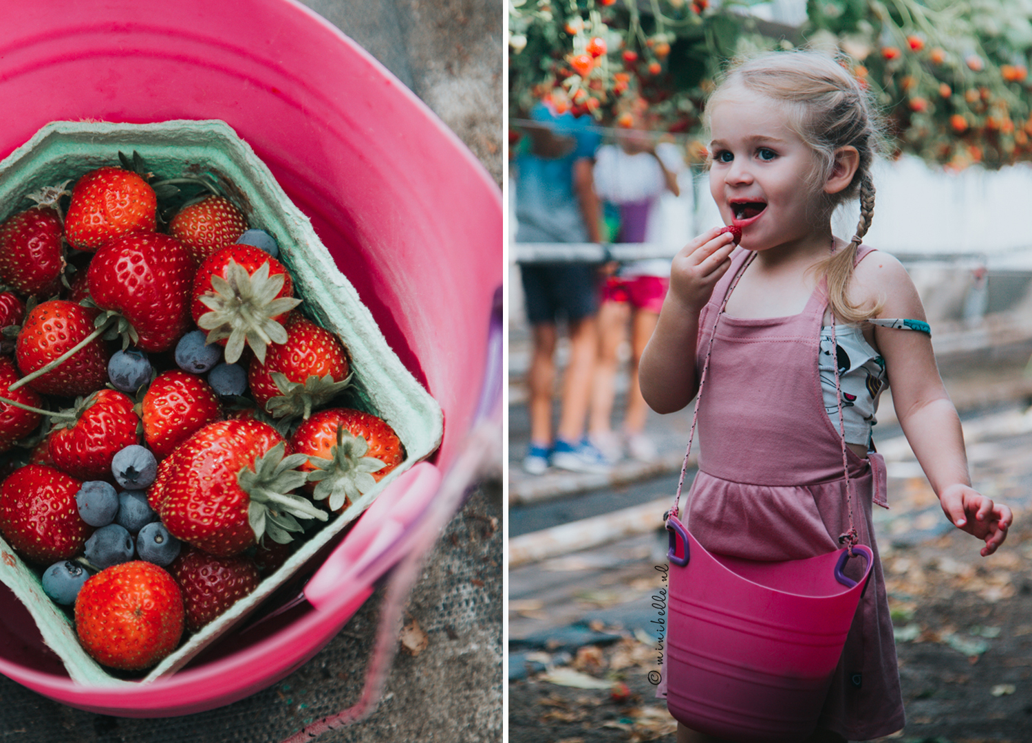 Schoolvakantie: Vers fruit plukken bij Framblij